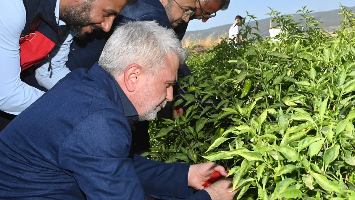 Kahramanmaraş'ta tatlı acının hasadı başladı.