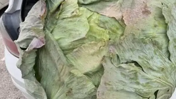 Kahramanmaraş Elbistan'ın dev lahanaları yine sofraların lezzeti olmaya devam ediyor.